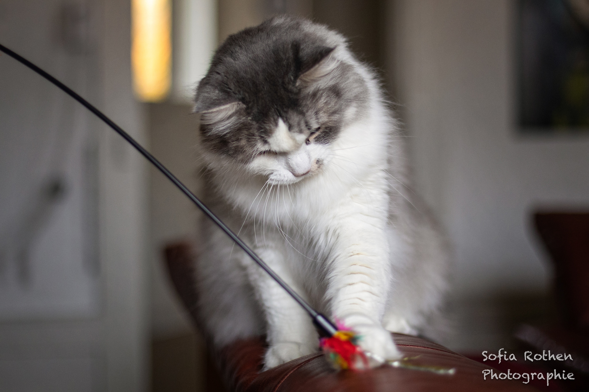 Chat-jeu-WEB