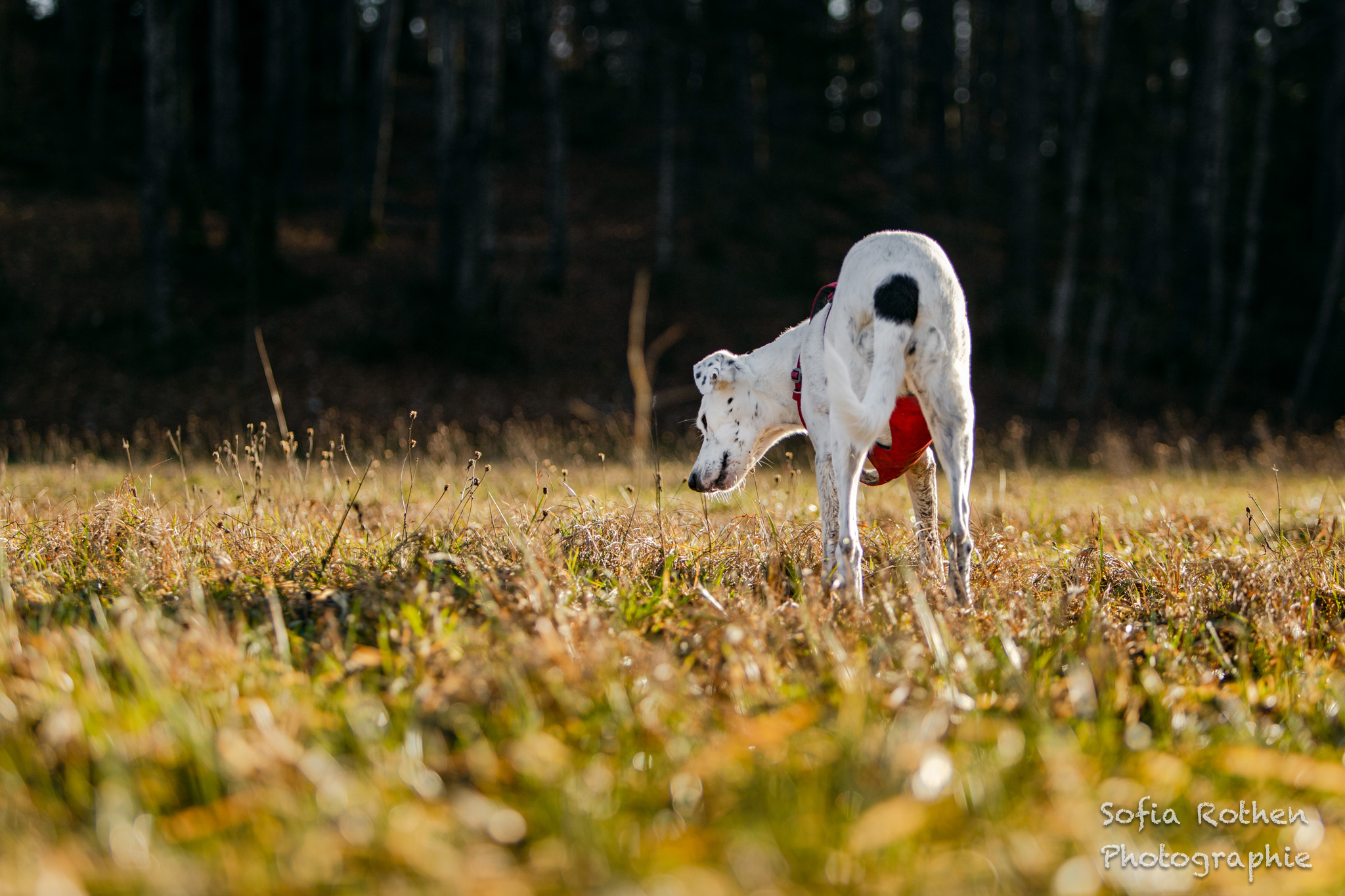 Gaia-Laika-Stella-WEB-46