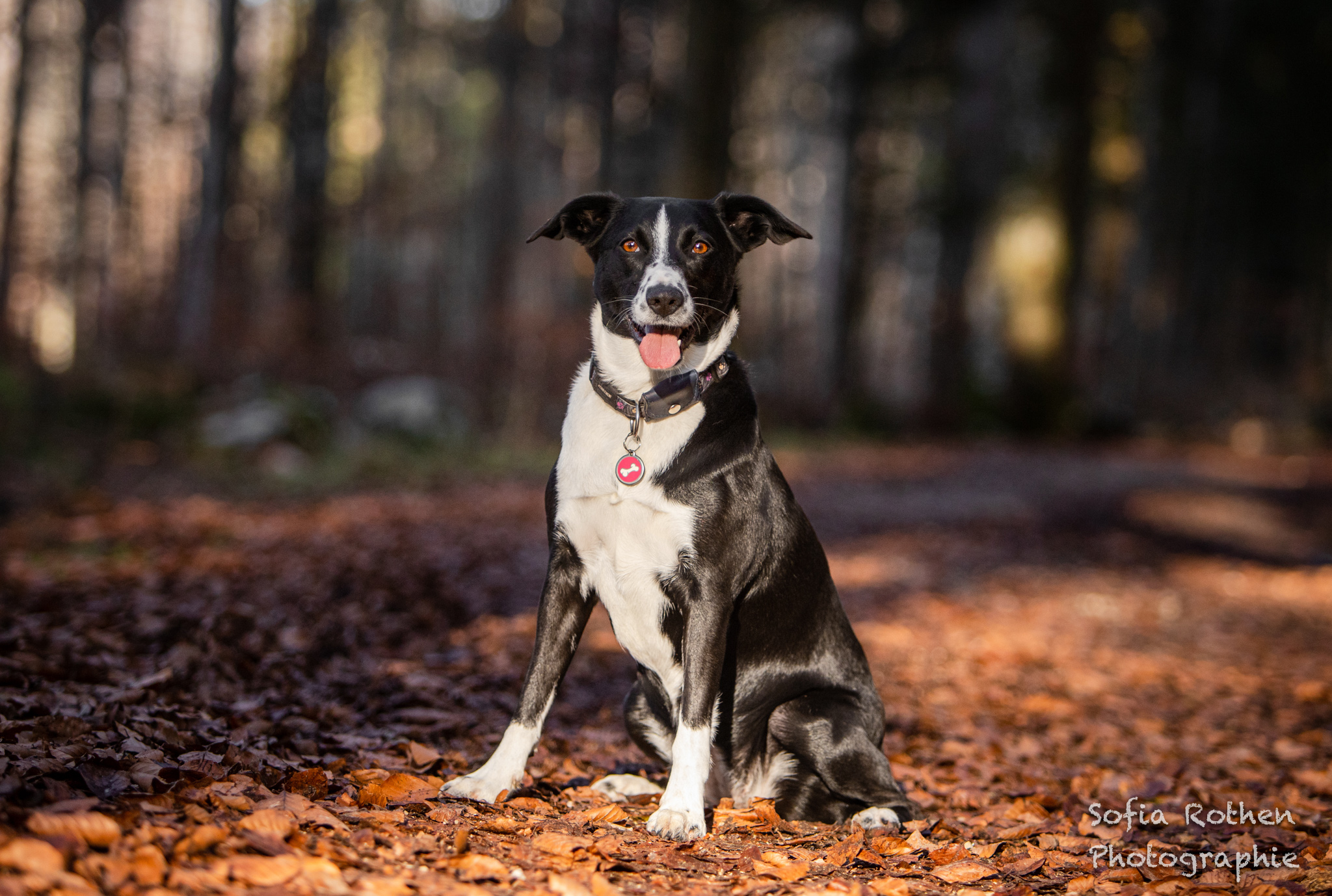 Laure_chiens_WEB-2