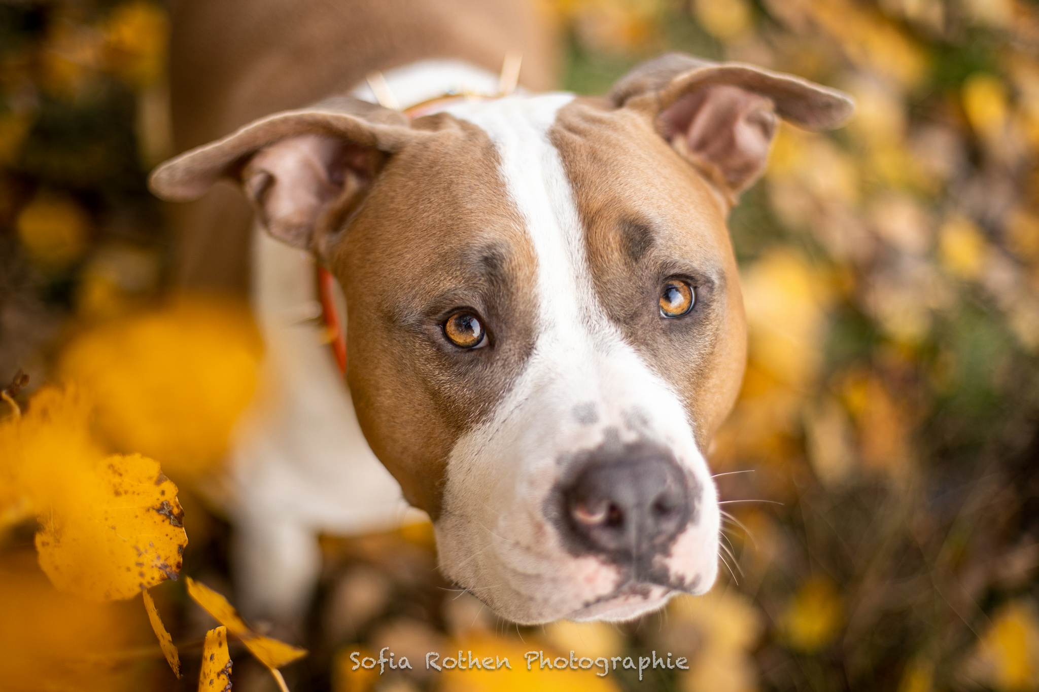 Loki-automne-2020-WEB-5