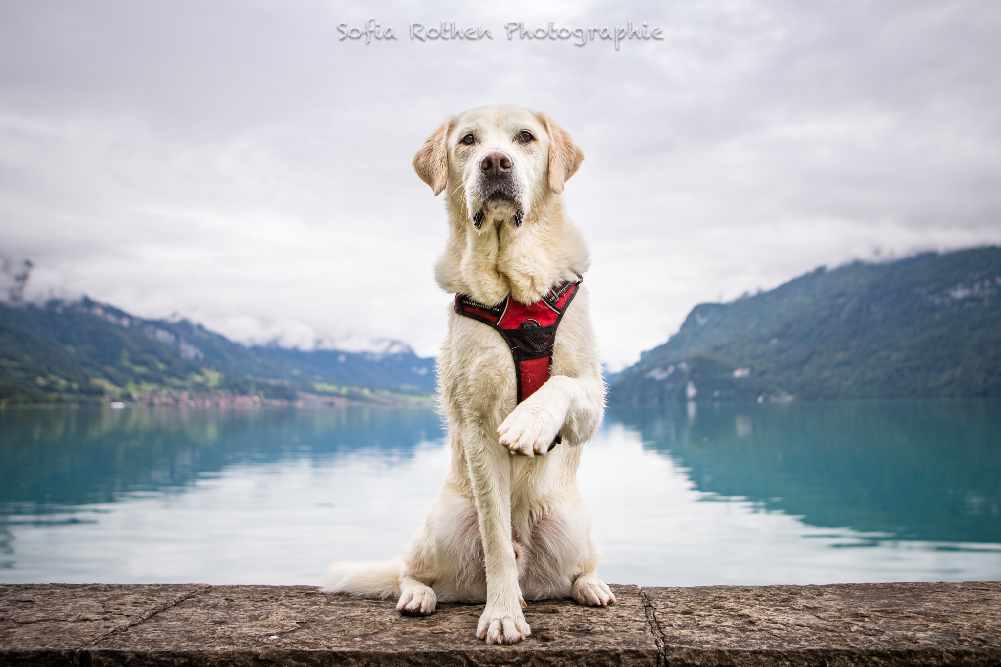 S-lac-brienz-coucou-WEB