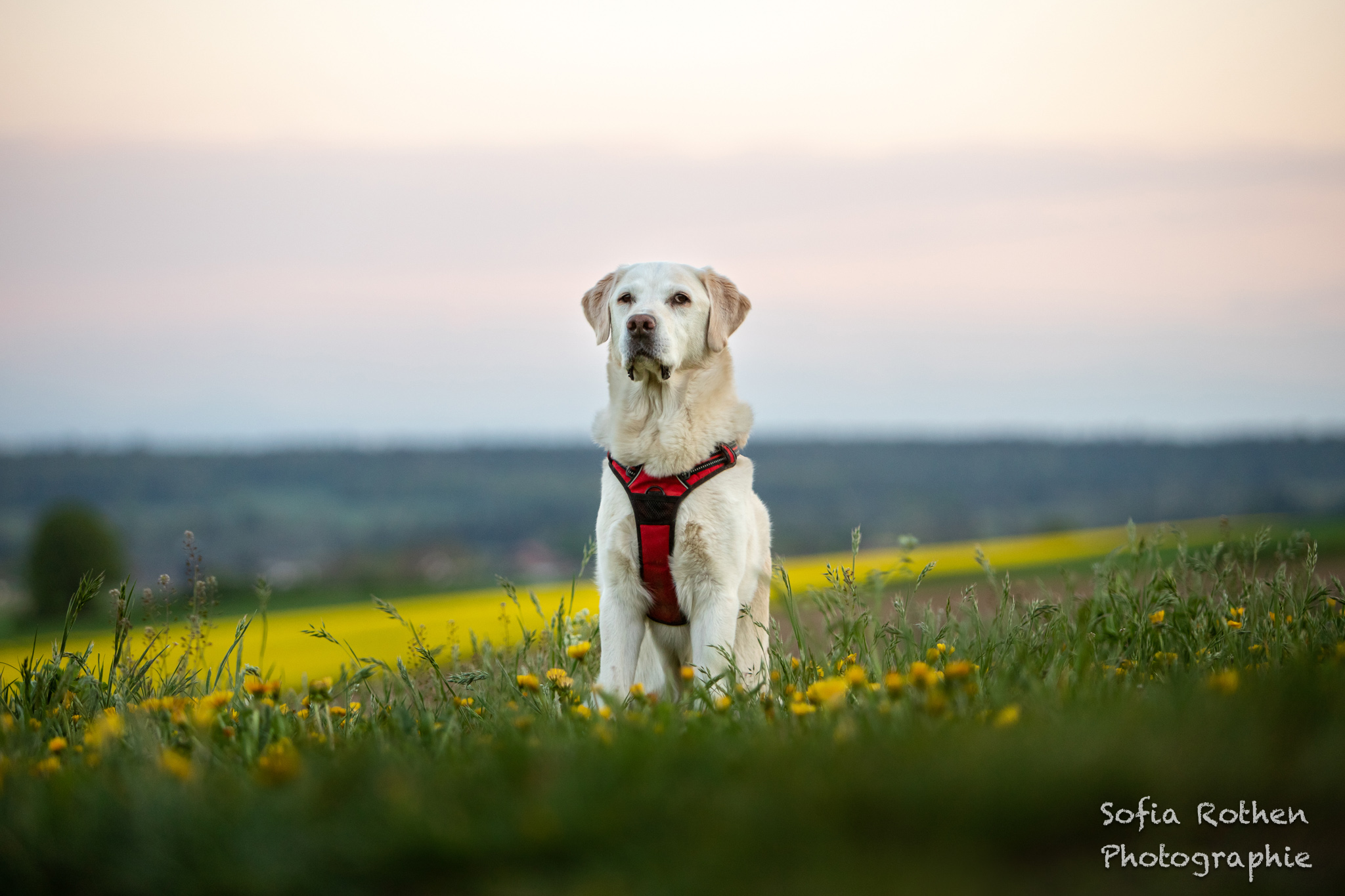 Snoopy-twiglight-WEB